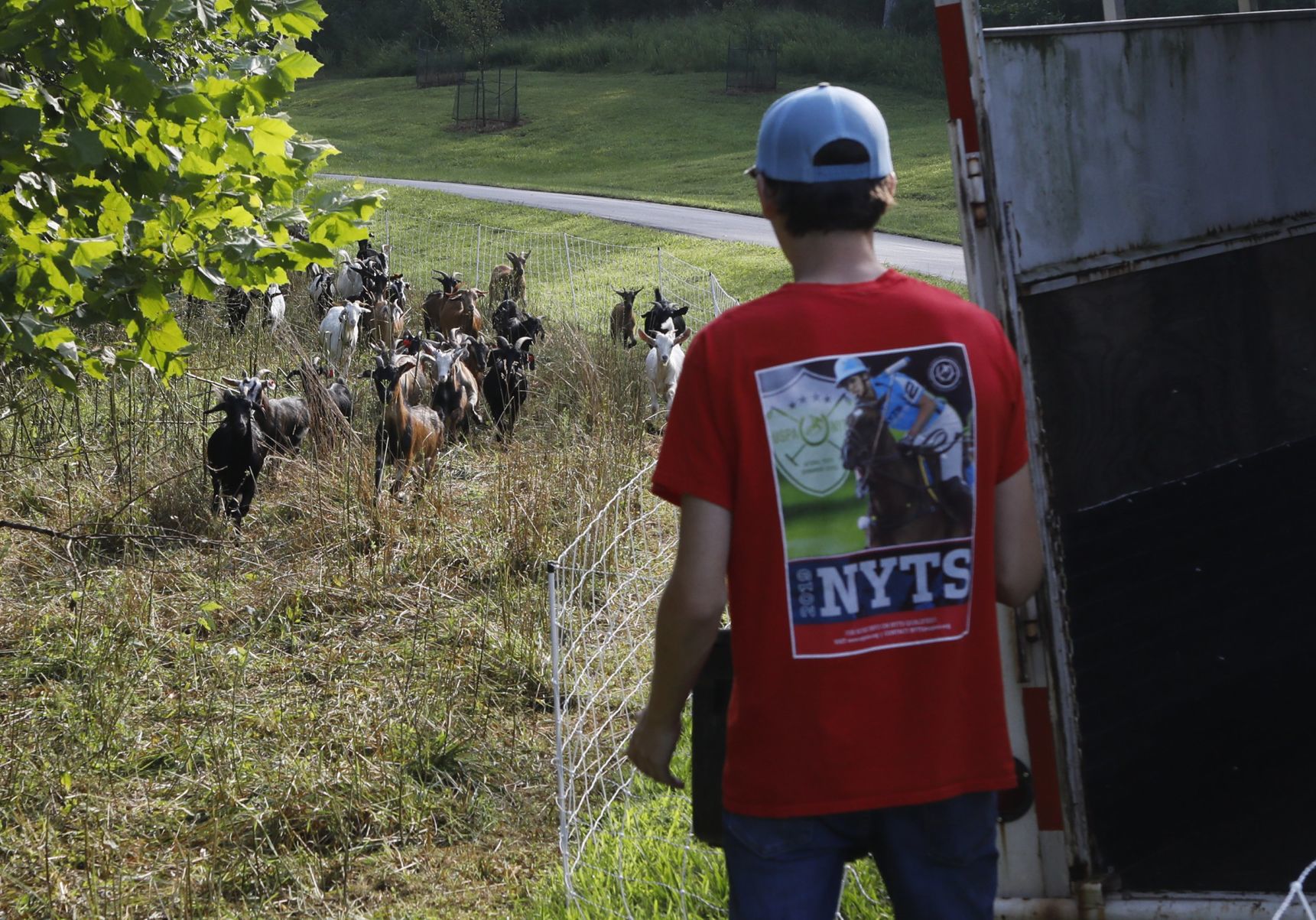 Goats make quick work of urban clearing